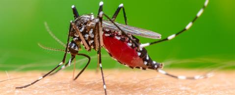 Chikungunya Information In Marathi