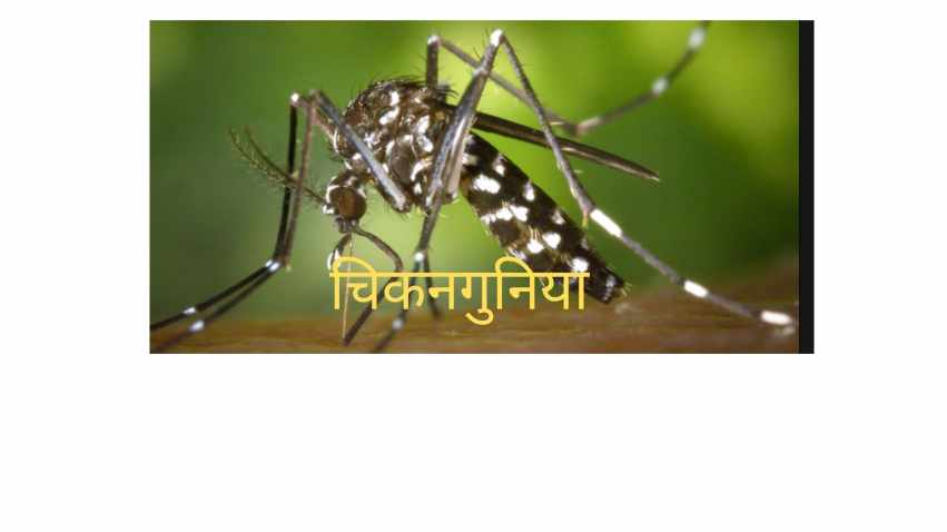 Chikungunya Symptoms In Marathi